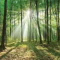 Verejná vyhláška OÚ Trenčín - Rozhodnutie o vyhlásenie lesného celku Nitrianske Rudno